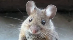 Izolație în case și șoareci